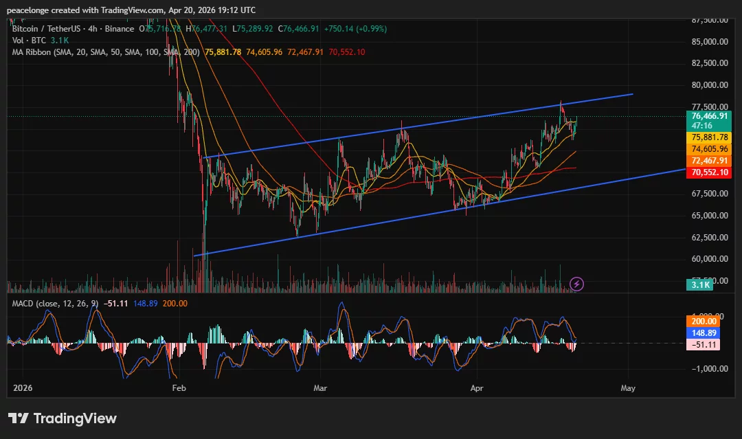Will Bitcoin price break above $77,500 or reverse as the 4H MACD prints a bearish crossover at ascending channel resistance? - 2