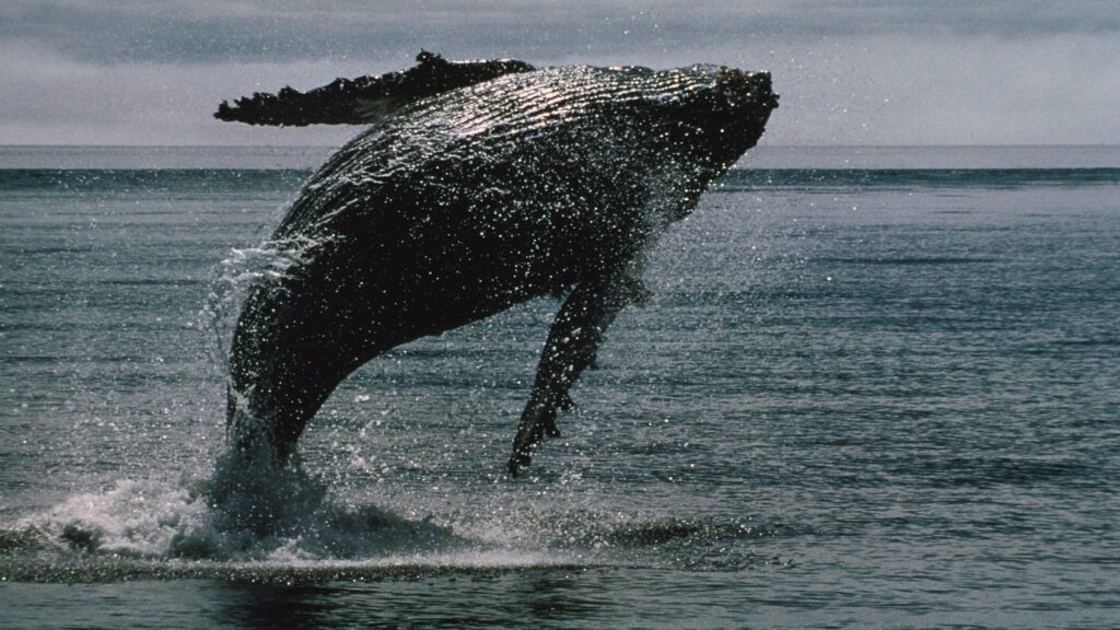 Bitcoin whales bought .7 billion of bitcoin in 2 weeks even as ETFs bled a record billion Bitcoin whales bought .7 billion of bitcoin in 2 weeks even as ETFs bled a record billion