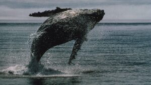 Bitcoin whales bought .7 billion of bitcoin in 2 weeks even as ETFs bled a record billion Bitcoin whales bought .7 billion of bitcoin in 2 weeks even as ETFs bled a record billion