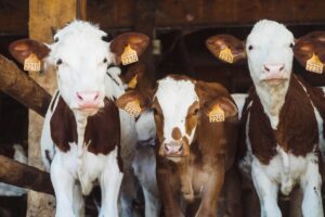 Brazilian farmers tokenized dairy cows to get loans, bypassing bank lending limits Brazilian farmers tokenized dairy cows to get loans, bypassing bank lending limits